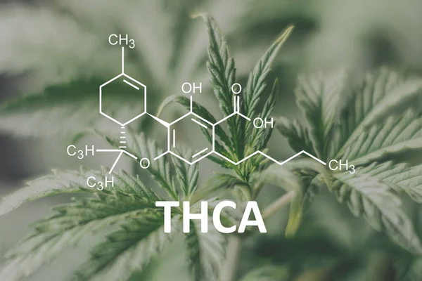 The Rise of THCA: Unlocking the Power of Raw Cannabis